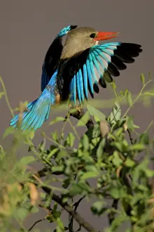 Leucocephala: Grey-headed Kingfisher, Halcyon leucocephala
