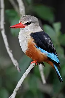 Leucocephala: Grey-headed Kingfisher, Halcyon leucocephala
