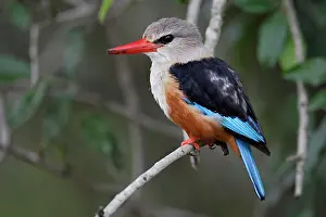 Leucocephala: Grey-headed Kingfisher, Halcyon leucocephala