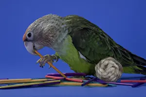 Uncape: Grey-Headed Parrot
