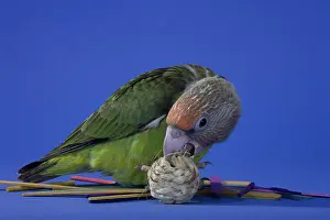 Uncape: Grey-Headed Parrot