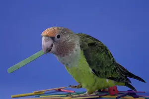 Uncape: Grey-Headed Parrot