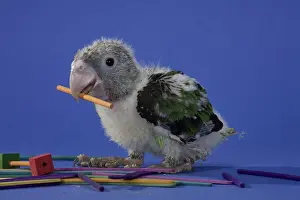 Uncape: Grey-Headed Parrot