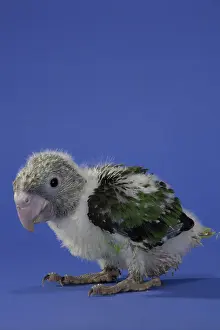 Uncape: Grey-Headed Parrot