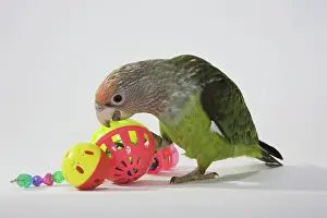 Uncape: Grey-Headed Parrot