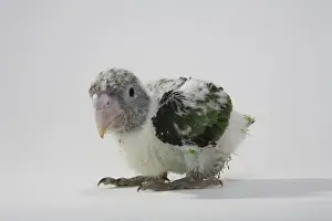 Uncape: Grey-Headed Parrot