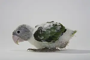 Uncape: Grey-Headed Parrot