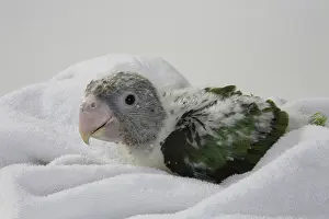 Uncape: Grey-Headed Parrot