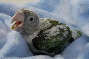 Psittacidae: Grey-Headed Parrot