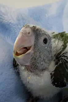 Psittacidae: Grey-Headed Parrot