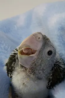 Psittacidae: Grey-Headed Parrot