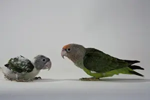 Psittacidae: Grey-Headed Parrots