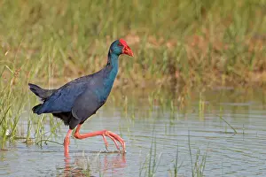 Rail: Grey-headed swamphen (Porphyrio porphyrio) Common
