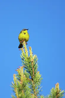 Flava: Grey Headed Wagtail - On Pine Tree
