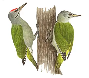 Picus: Grey-headed Woodpecker