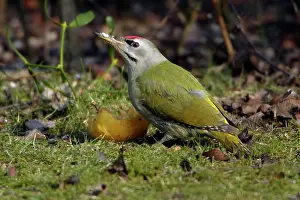 Canus: Grey-Headed Woodpecker - eating apple on lawn