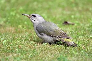 Canus: Grey-Headed Woodpecker - Feeding on ants on lawn