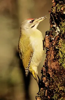 Canus: Grey Headed WOODPECKER - Feeding at tree-trunk