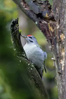 Picus: Grey-headed Woodpecker male
