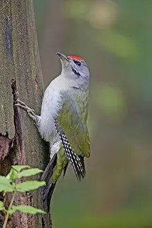 Picus: Grey-headed Woodpecker male