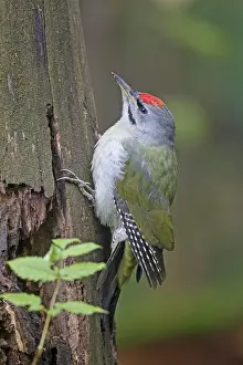 Picus: Grey-headed Woodpecker male