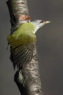Canus: Grey-Headed Woodpecker - Male stretching wing