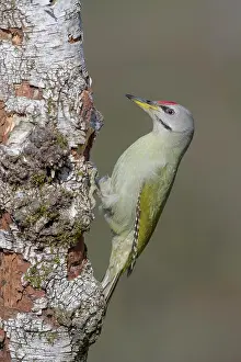 Downy: Grey-headed woodpecker (Picus canus), male, foraging