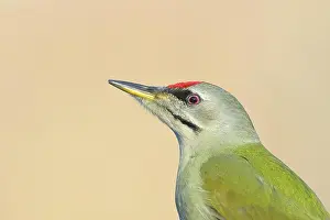 Headed: Grey-headed woodpecker (Picus canus), male, Portraid