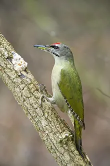 Picus: Grey-headed woodpecker (Picus canus) male at forage