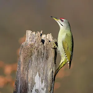 Picus: Grey-headed woodpecker (Picus canus), male at tree