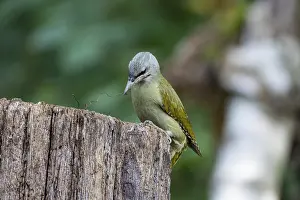 Woodpeckers: Grey-headed Woodpecker (Picus canus) wbl Germany