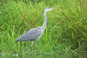 Ardea: Grey Heron