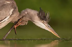Itch: Grey Heron