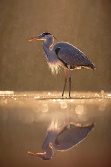 Bacs: Grey Heron