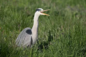 Gaping: Grey Heron