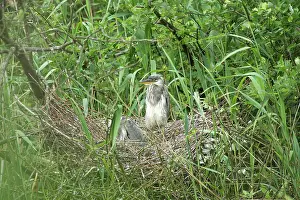 Overflakkee: Grey Heron
