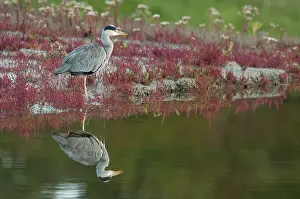 Salicornia: Grey Heron