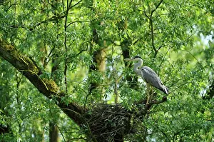 Biesbosch: Grey Heron
