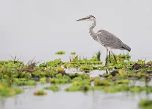 Selous: Grey Heron