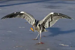 Hunger: Grey Heron