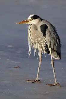 Hunger: Grey Heron