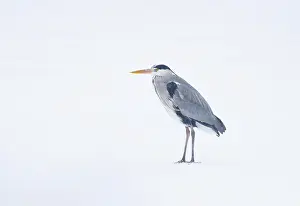 Hunger: Grey Heron