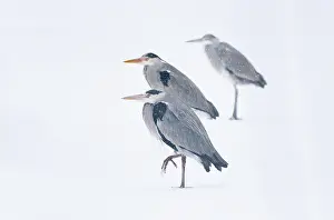 Freezes: Grey Heron