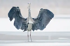 Hunger: Grey Heron
