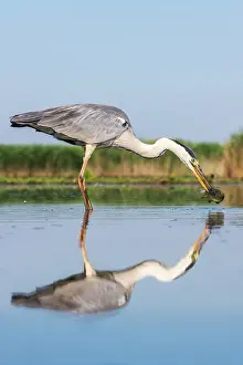Catfish: Grey Heron
