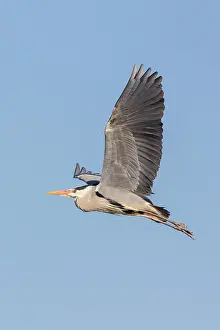 Hertfordshire: Grey Heron