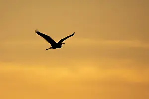 Kiskunsagi: Grey Heron