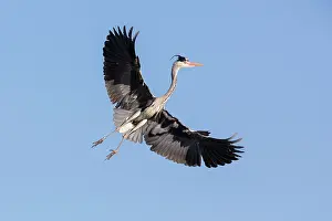 Hertfordshire: Grey Heron