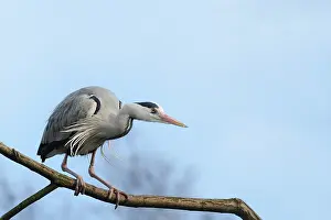 Tranch: Grey Heron