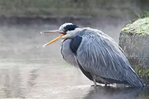 Waterleidingduinen: Grey Heron